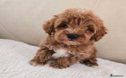 Maltipoo dogs for sale: Toy maltipoo puppies - Image 9