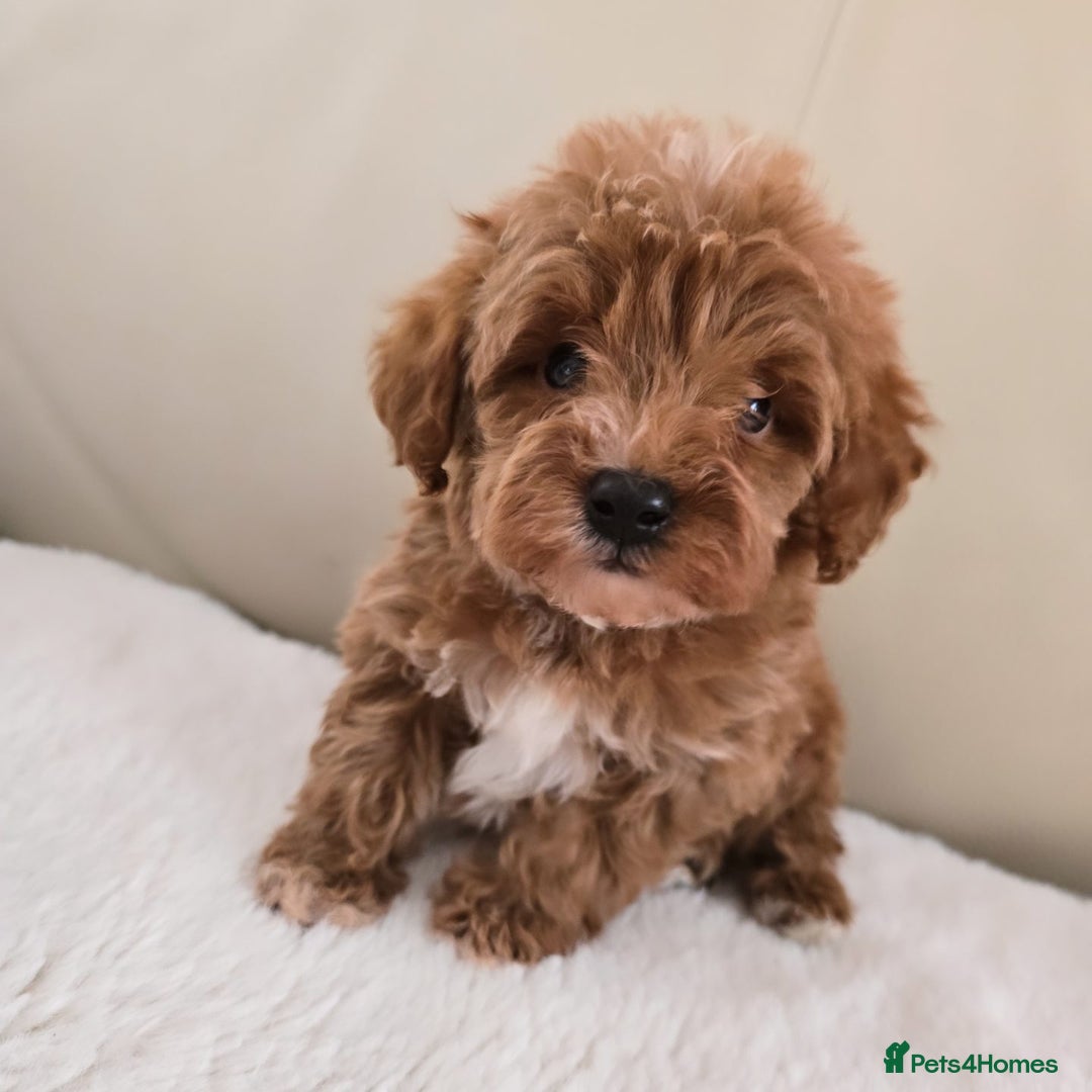 Maltipoo dogs for sale: Toy maltipoo puppies - Image 9