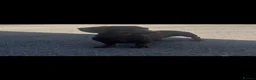 Miniature Dachshund dogs for sale: Miniature dachshund’s  - Advert 4