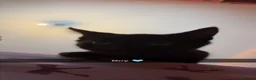Bombay cats for sale: Beautiful kittens for sale  - Advert 4