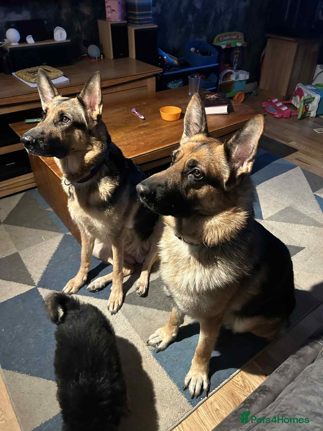 German Shepherd dogs for sale: German Shephard Puppy Female - Advert 2