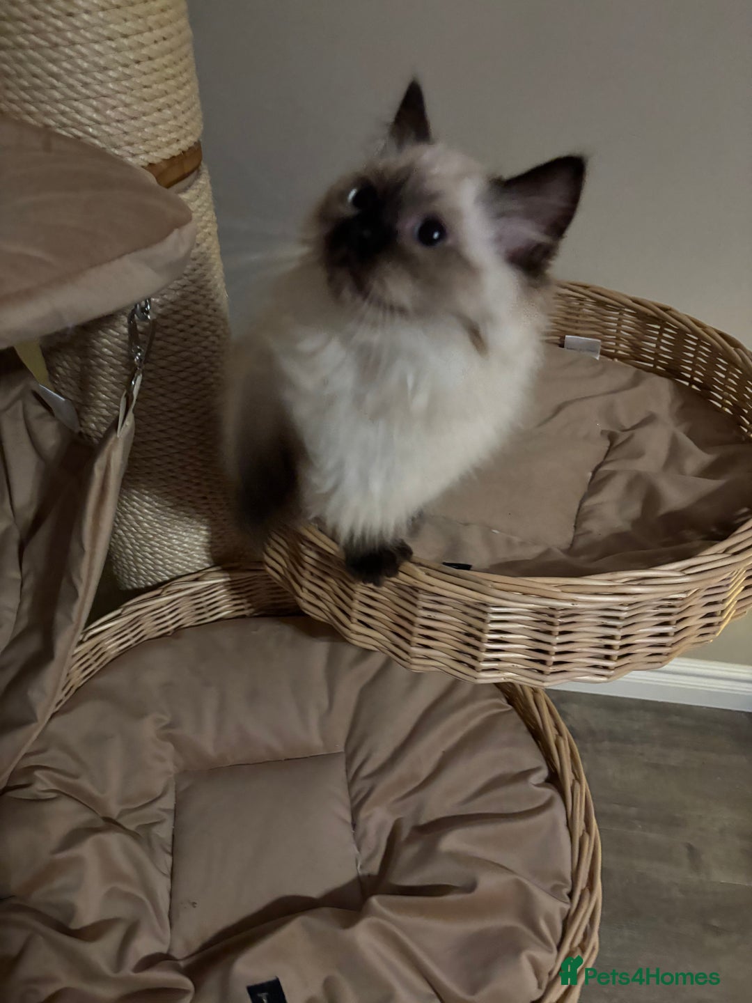 Ragdoll cats for sale: Stunning seal colourpoint boy gccf registered  - Advert 11