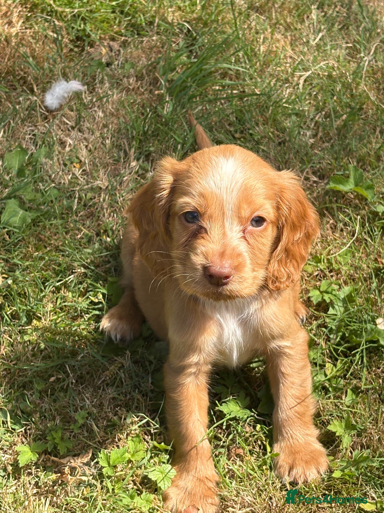 Cocker Spaniel dogs Cocker spaniel  - Advert 16