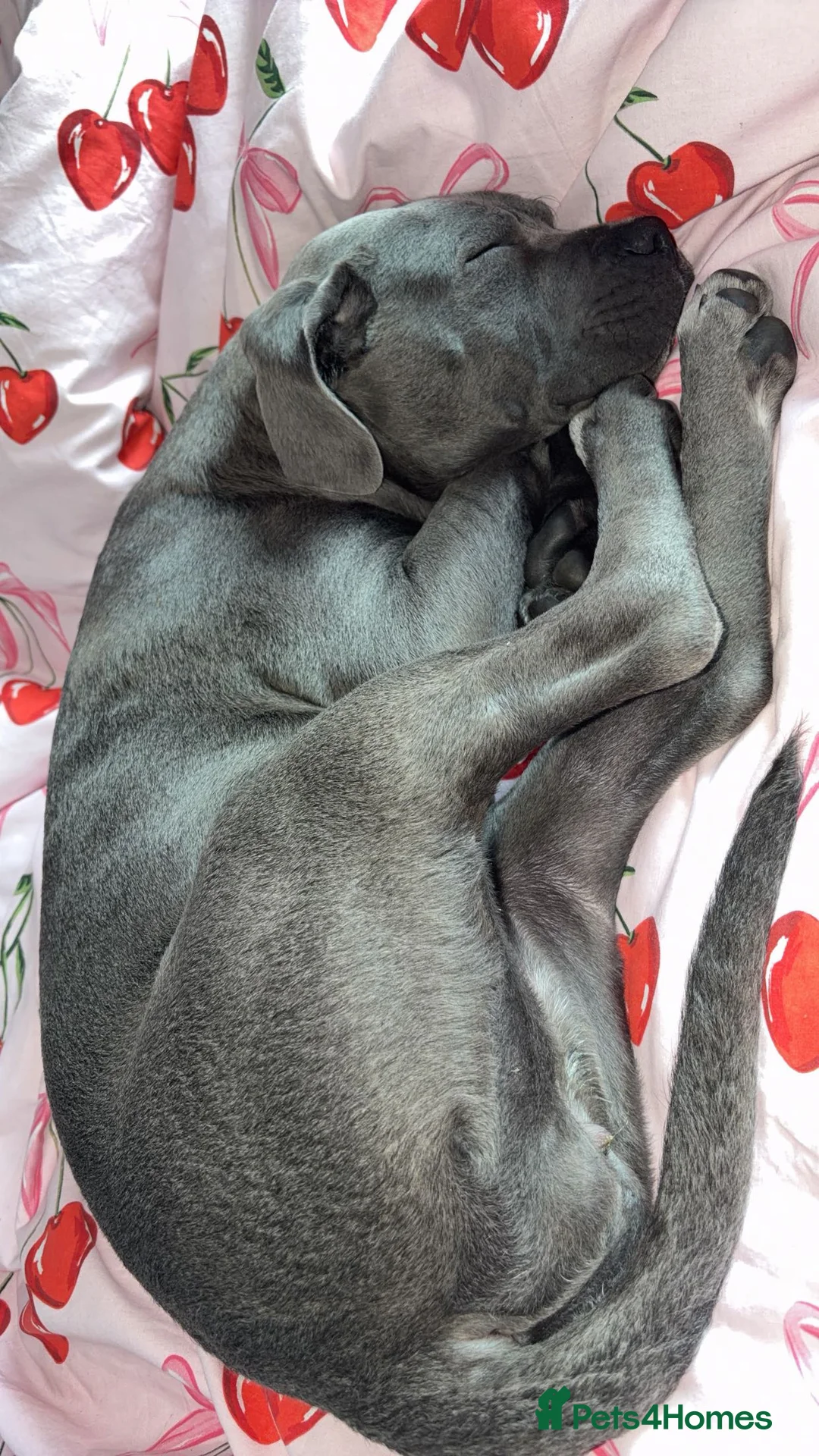Cane Corso dogs for sale: 4 Month Old Cane Corso  in Leeds - Advert 2