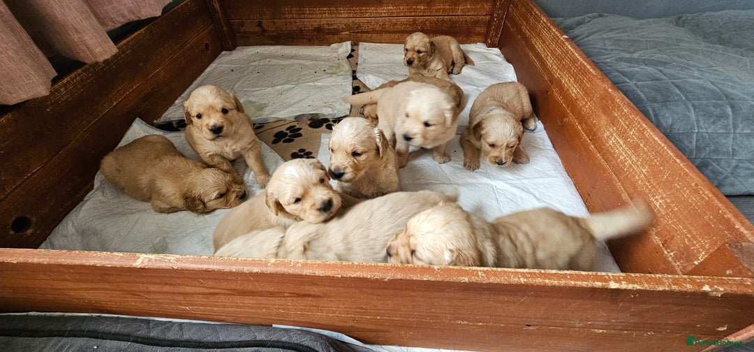 Golden Retriever dogs for sale:  golden retriever pups - Advert 29