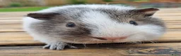 Guinea Pig rodents for sale: Beautiful Baby guinea pigs for sale  - Advert 7