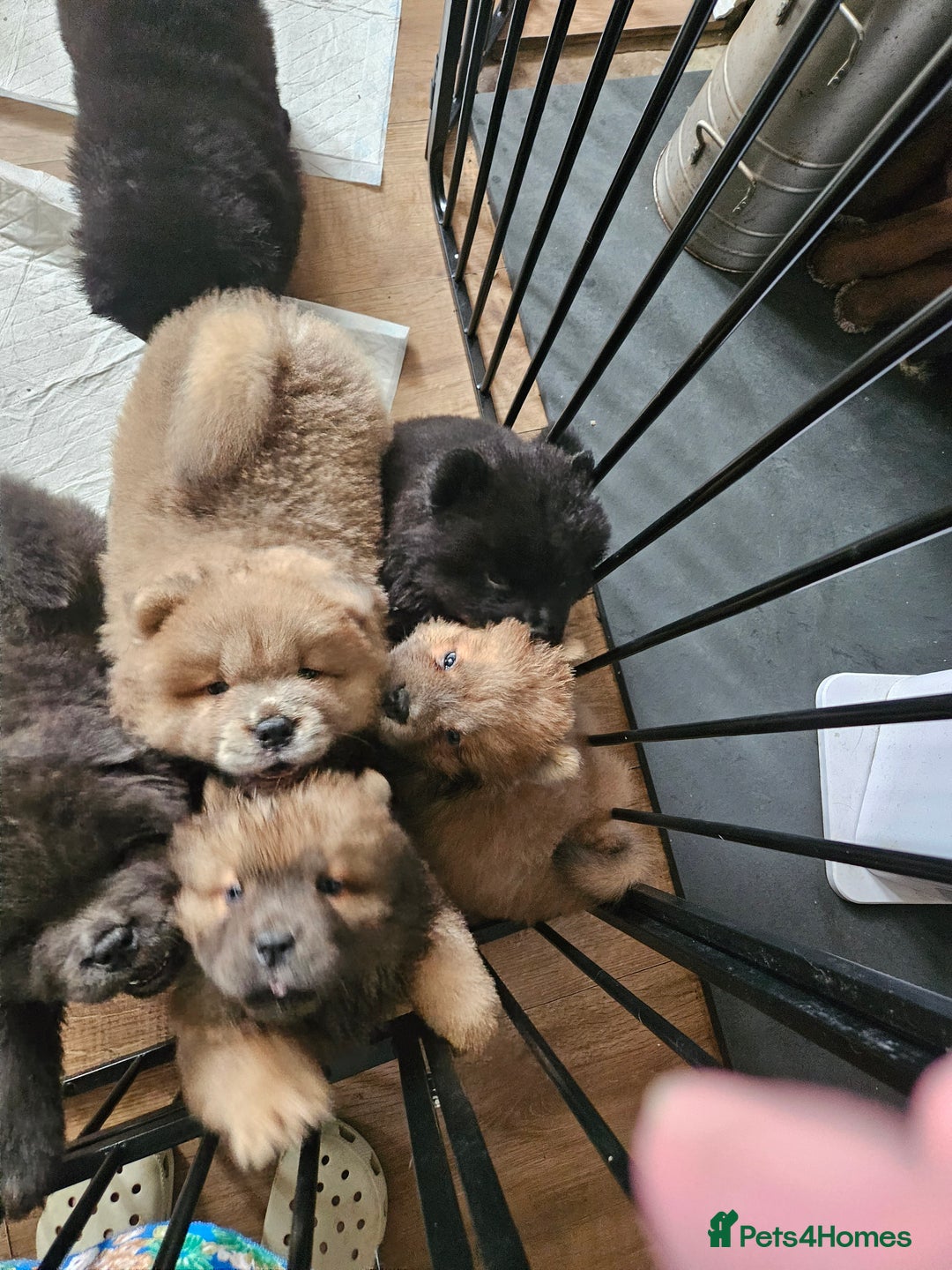 Chow Chow dogs for sale: Chow chow puppies - Image 2