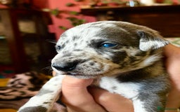 Lurcher dogs for sale: Lurcher puppies  - Image 16