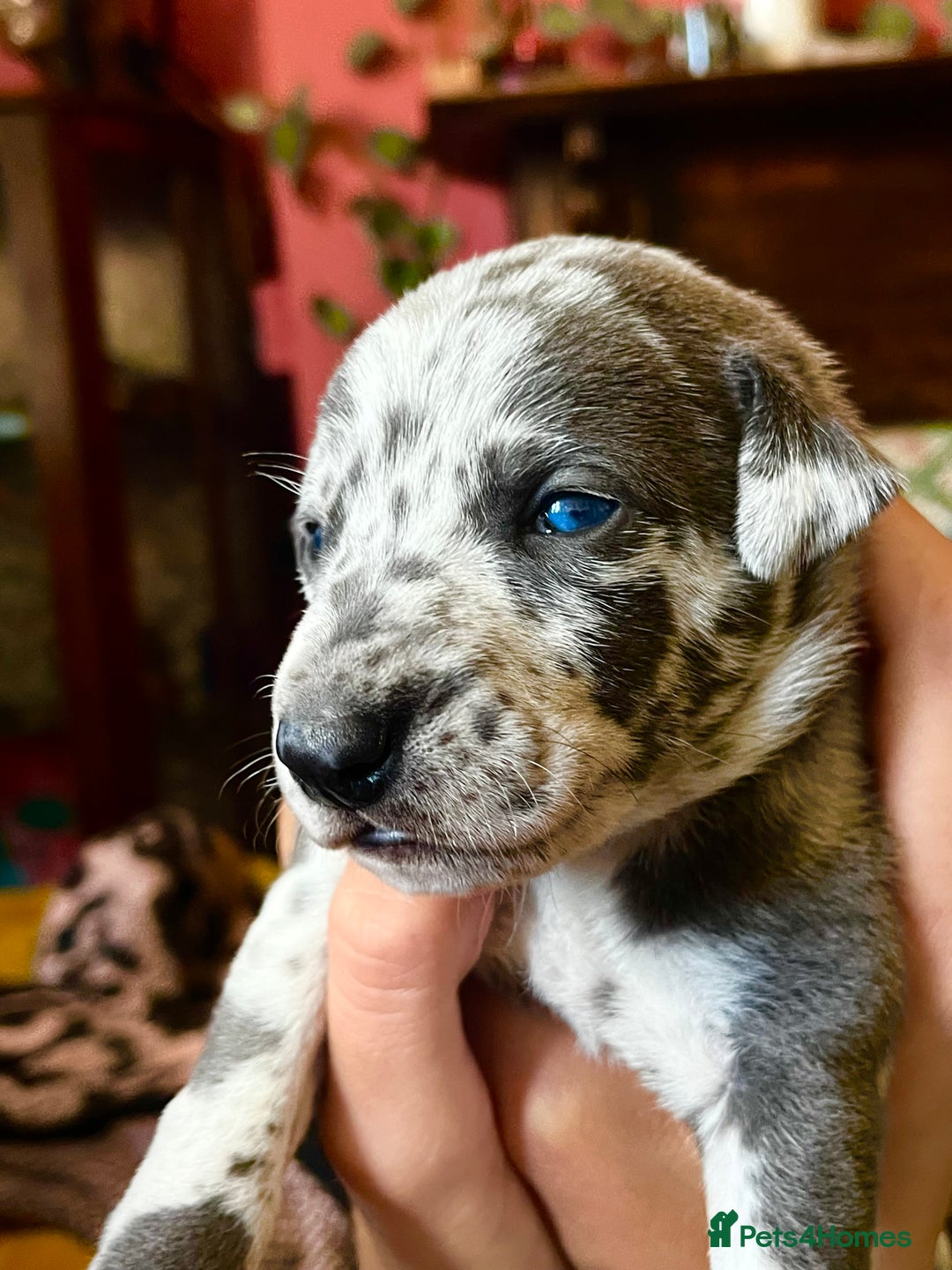 Lurcher dogs for sale: Lurcher puppies  - Image 16