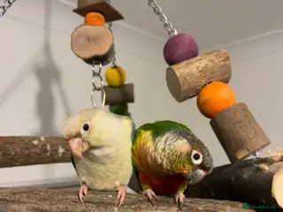 Conures birds Silly tame cinnamon conure - Advert 4