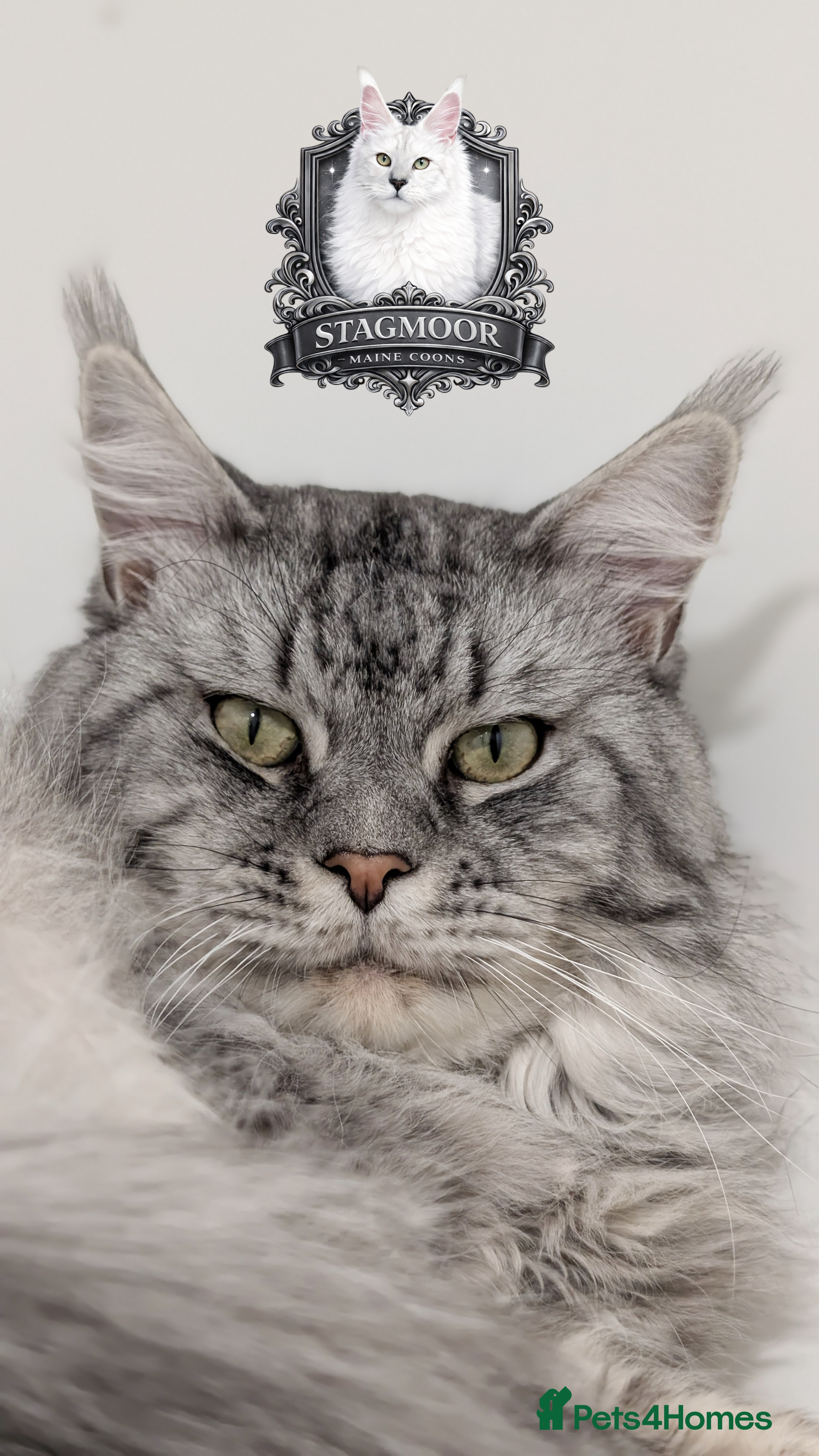 Maine Coon cats European Championship Carries Shaded GCCF & TICA - Advert 3