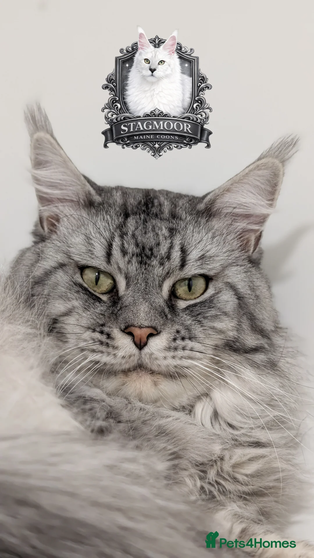 Maine Coon cats for stud: European Championship Carries Shaded GCCF & TICA - Advert 1