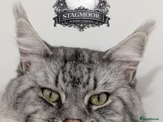 Maine Coon cats European Championship Carries Shaded GCCF & TICA - Advert 3