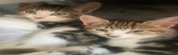 Mixed Breed cats for sale: 2 male Tabby kittens left in Rugeley - Advert 2
