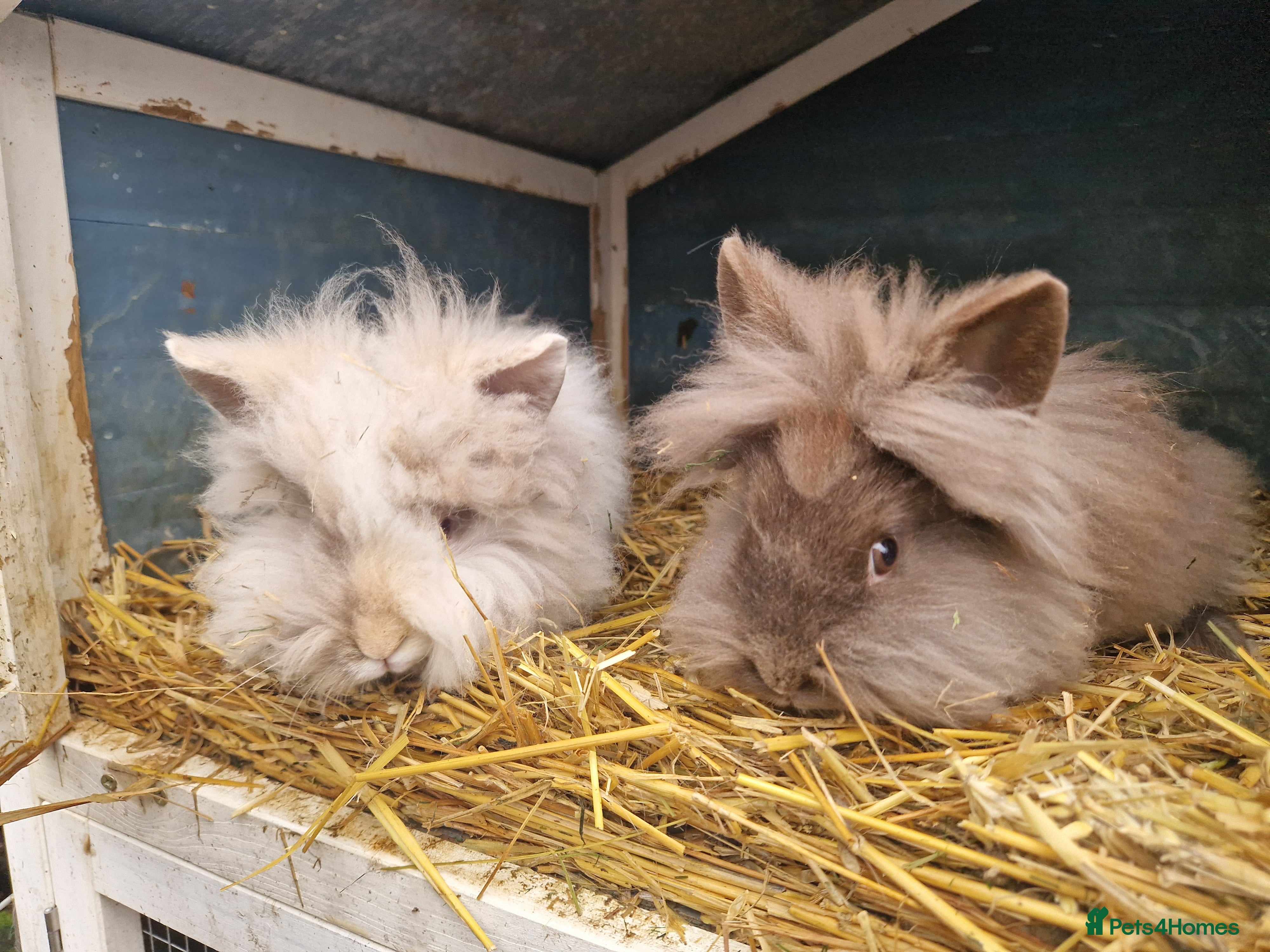 Lionhead rabbits Floofy little Lionhead baby bunnies- M and F  - Advert 8