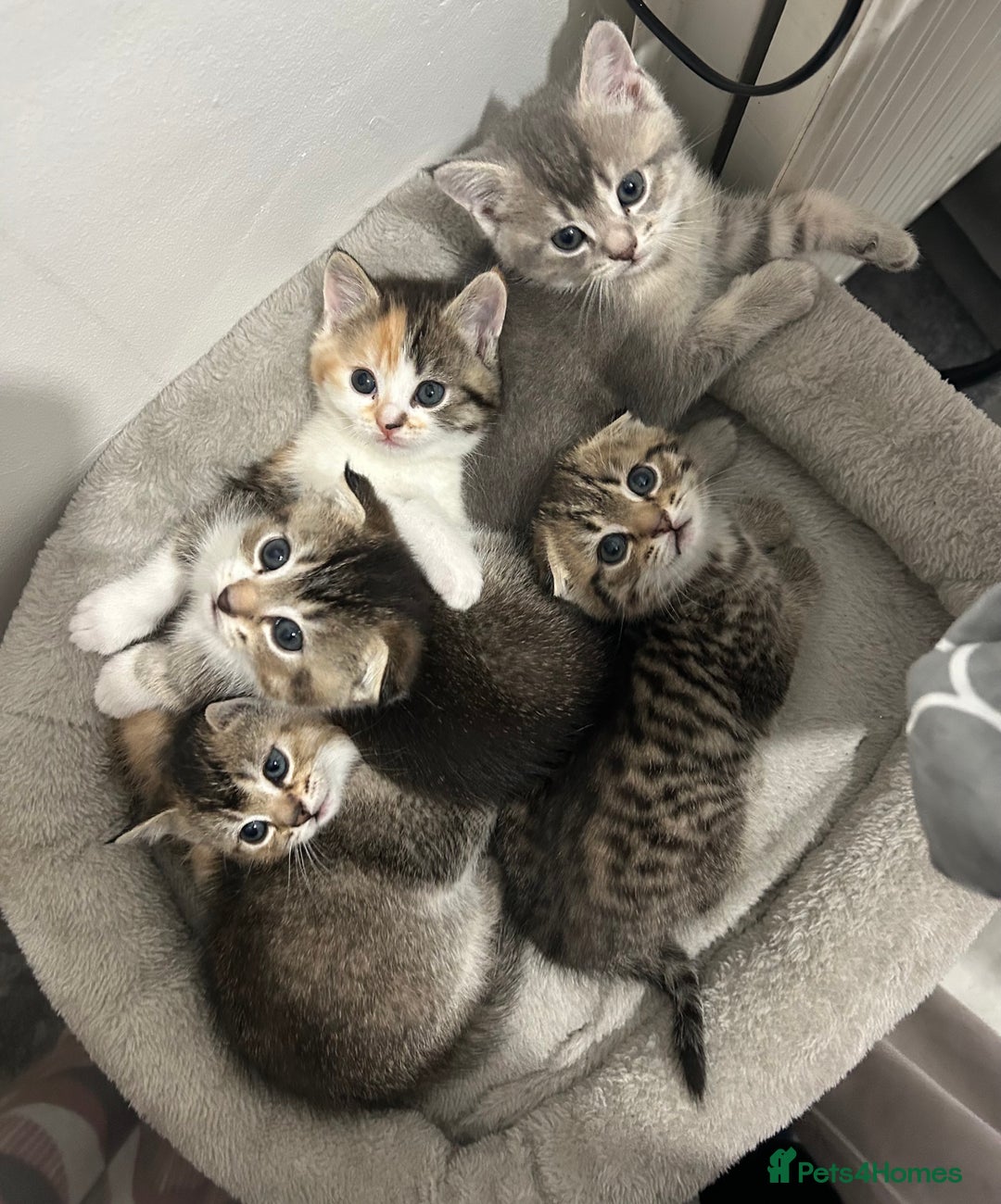 Scottish Fold cats for sale: Scottish Fold  - Advert 1