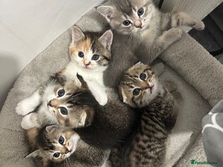 Scottish Fold cats Scottish Fold - Advert 1