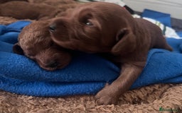 Cockapoo dogs for sale: Red Cockapoo 🐶 F1B looking for loving home 🥰 in London - Image 11