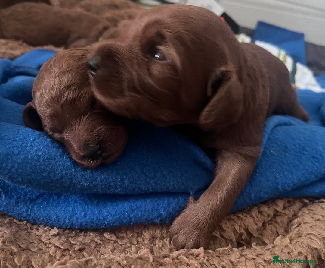 Cockapoo dogs for sale: Red Cockapoo 🐶 F1B looking for loving home 🥰 in London - Image 11