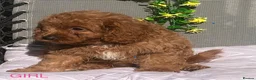 Cavapoo dogs for sale: 3 Beautiful Cavapoo Puppies - Advert 8