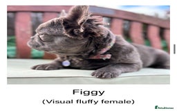 French Bulldog dogs for sale: Visual Fluffy Frenchie KC  - Image 1