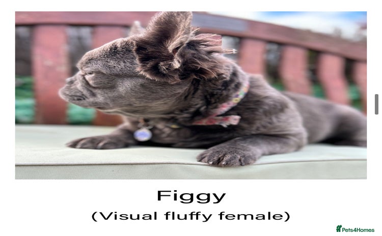 French Bulldog dogs - Advert 1