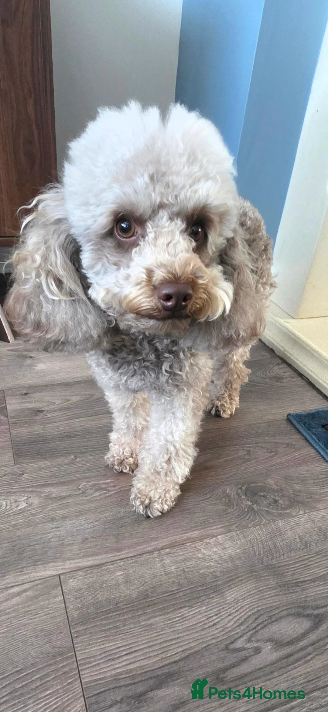 Toy Poodle dogs for sale: Toy poodle  - Advert 6
