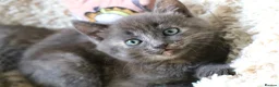 Siberian cats for sale: Beautiful Siberian Kittens-3 Boys-Hypoallergenic - Advert 12