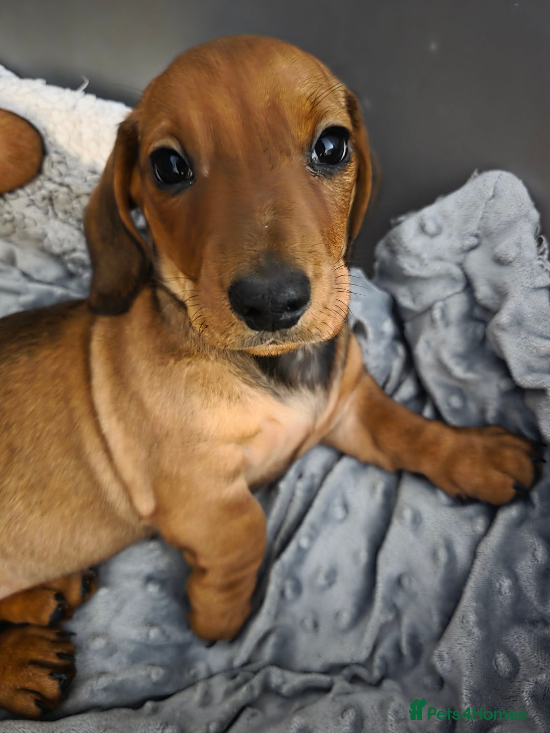 Miniature Dachshund dogs for sale: Miniture dashaunds  - Advert 2