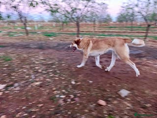 Mixed Breed dogs ‼️🚨URGENT‼️🚨 BLANCHIEVES🩷🐾 - Advert 2