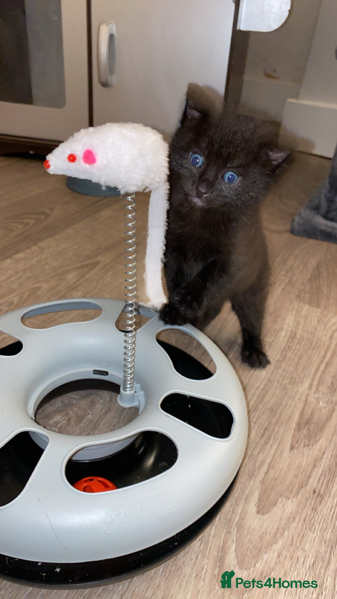 Mixed Breed cats for sale: Mixed breed Bengal and Norwegian forest cat  - Advert 16