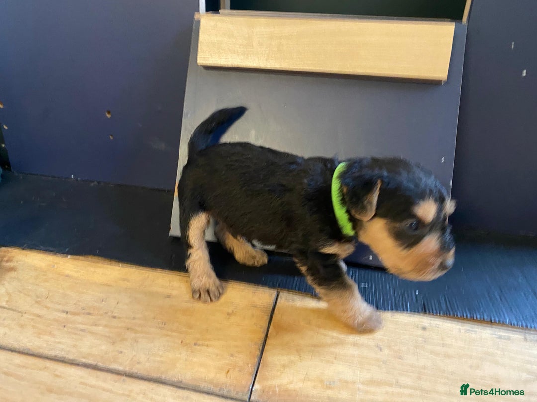 Lakeland Terrier dogs for sale: Lakeland Terrier pups - working style black & tan! - Image 10