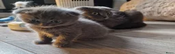 Scottish Fold cats for sale: Kittens everywhere! - Advert 1