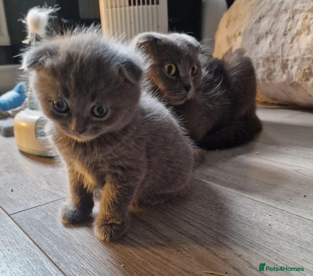 Scottish Fold cats for sale: Kittens everywhere! - Advert 1