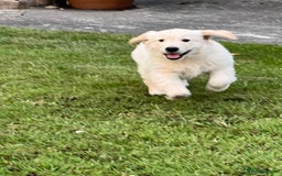 Golden Retriever dogs for stud: Golden Retriever for stud in Thirsk - Image 8