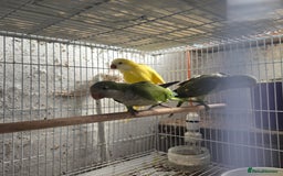 Parakeets birds for sale: Baby quakers - Image 2
