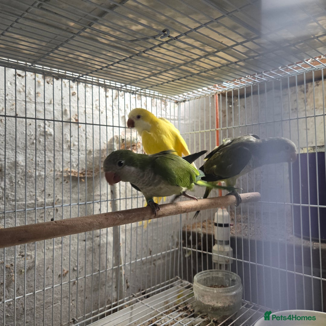 Parakeets birds for sale: Baby quakers - Image 2