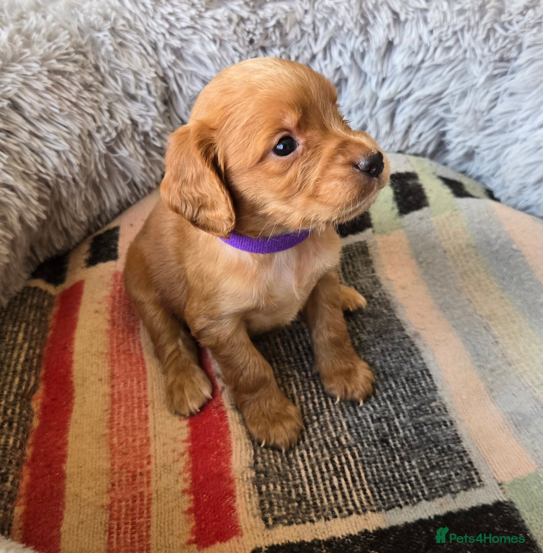 Cocker Spaniel dogs for sale: Outstanding cocker spaniel pups - Image 2