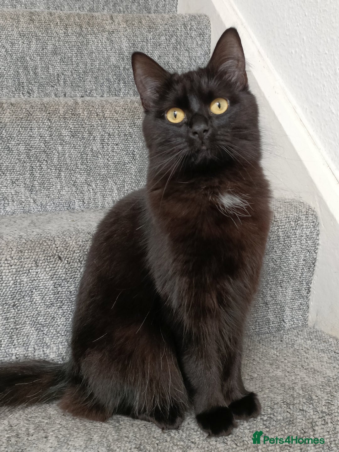 Mixed Breed cats for sale: 1 year old female cat looking for loving home  - Advert 6