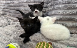 Siamese cats for sale: Kittens Siamese & Bombay Cross - Image 2