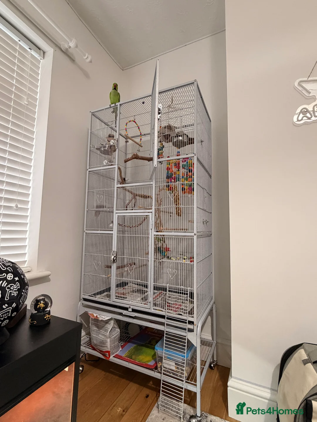 Parakeets birds for sale: Beautiful funny Indian Ringneck loves to sing, fly - Advert 4