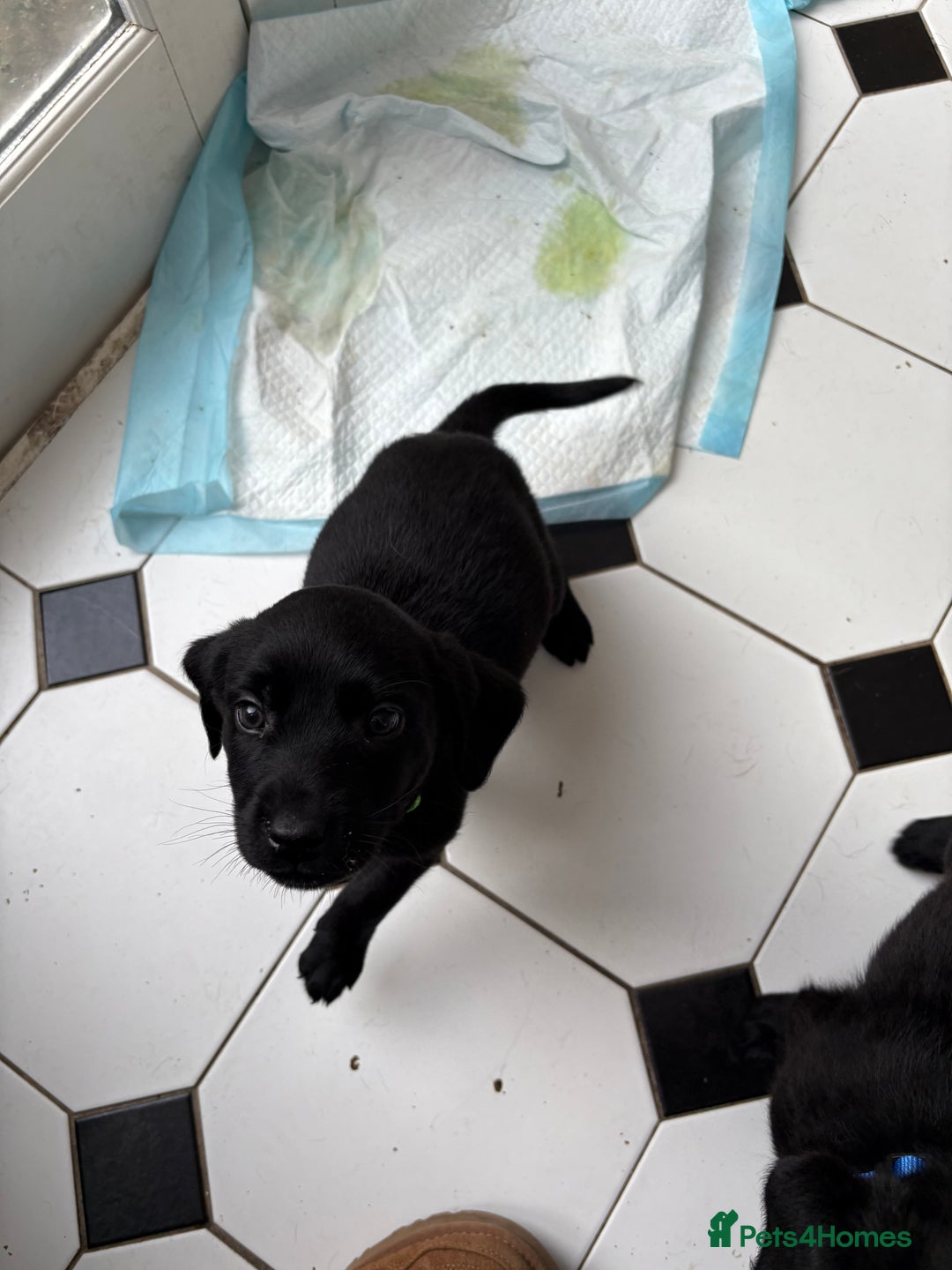 Labrador Retriever dogs for sale: Labrador puppies - Ready Now  - Image 34
