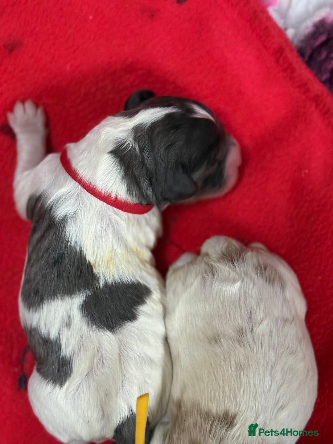 Cavapoo dogs for sale: Extensively health tested stunning cavapoo’s - Image 13