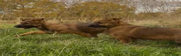 German Shepherd dogs for sale: Beautiful German shepherd x Belgian shepherd pups - Advert 9