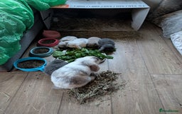 Mini Lop rabbits for sale: Mini Lops £70  - Advert 9