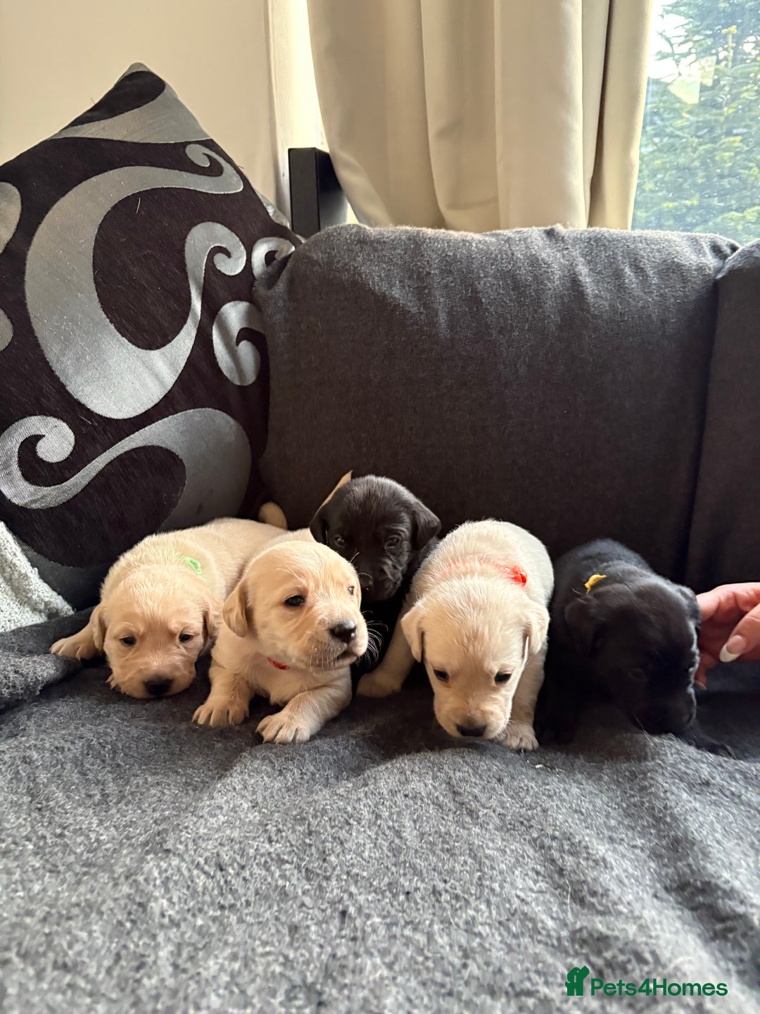 Labrador Retriever dogs for sale: 5 stunning Lab puppies for sale - Advert 1