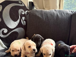 Labrador Retriever dogs 5 stunning working Lab puppies - Advert 13