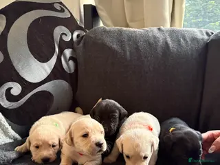 Labrador Retriever dogs 5 stunning working Lab puppies - Advert 8