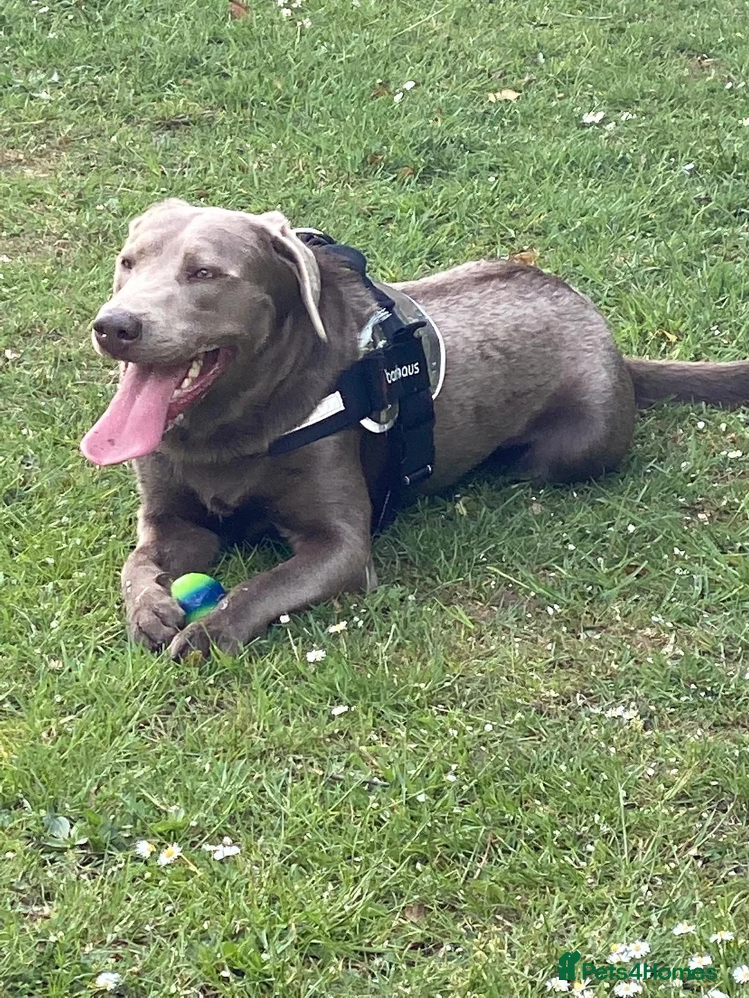 Labrador Retriever dogs for stud: Championship lines, KC silver lab stud 0.0% COI in Cambridge - Advert 12