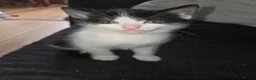 Domestic Shorthair cats for sale: Male kittens for sale - Advert 2